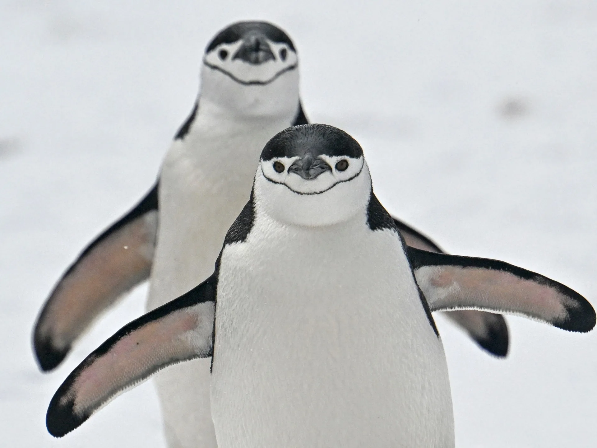 Chinese woman postpones cancer surgery and returns from Antarctica with a smaller tumour